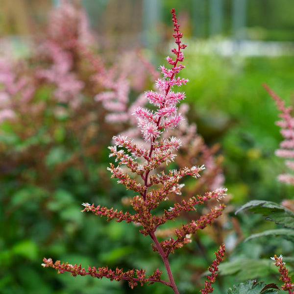 Delft Lace False Spirea