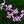 Load image into Gallery viewer, Dendrobium Orchid
