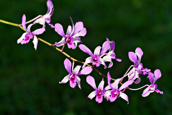 Dendrobium Orchid