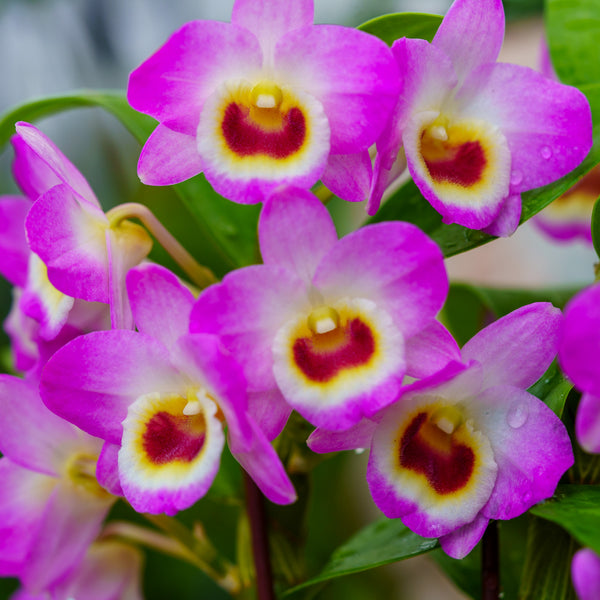 Dendrobium Orchid