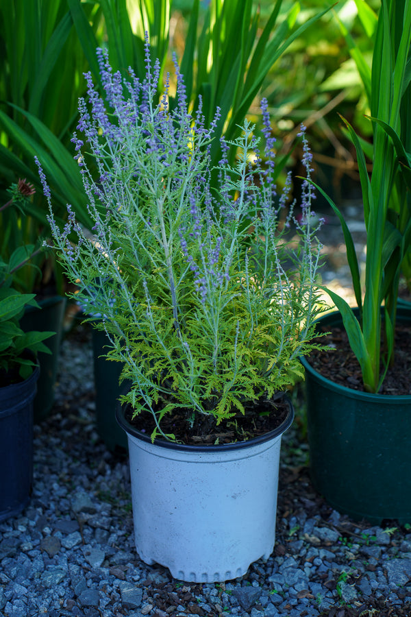 Denim 'n Lace Russian Sage