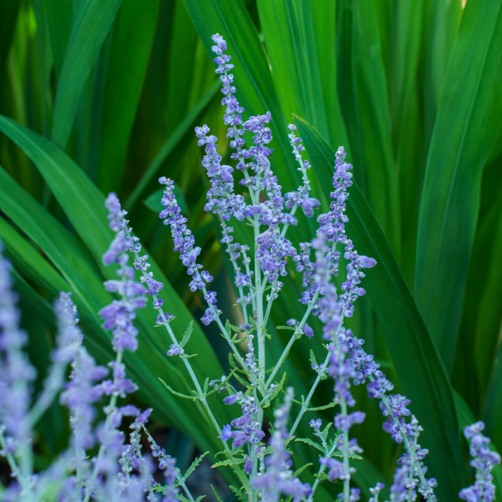 Denim 'n Lace Russian Sage  Plant Detectives