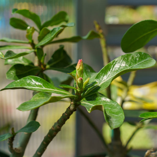 Desert Rose