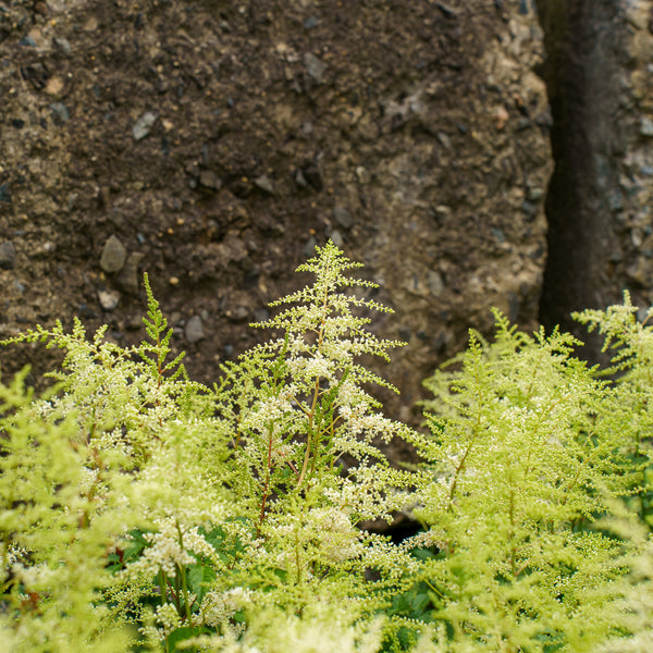 Deutschland Astilbe