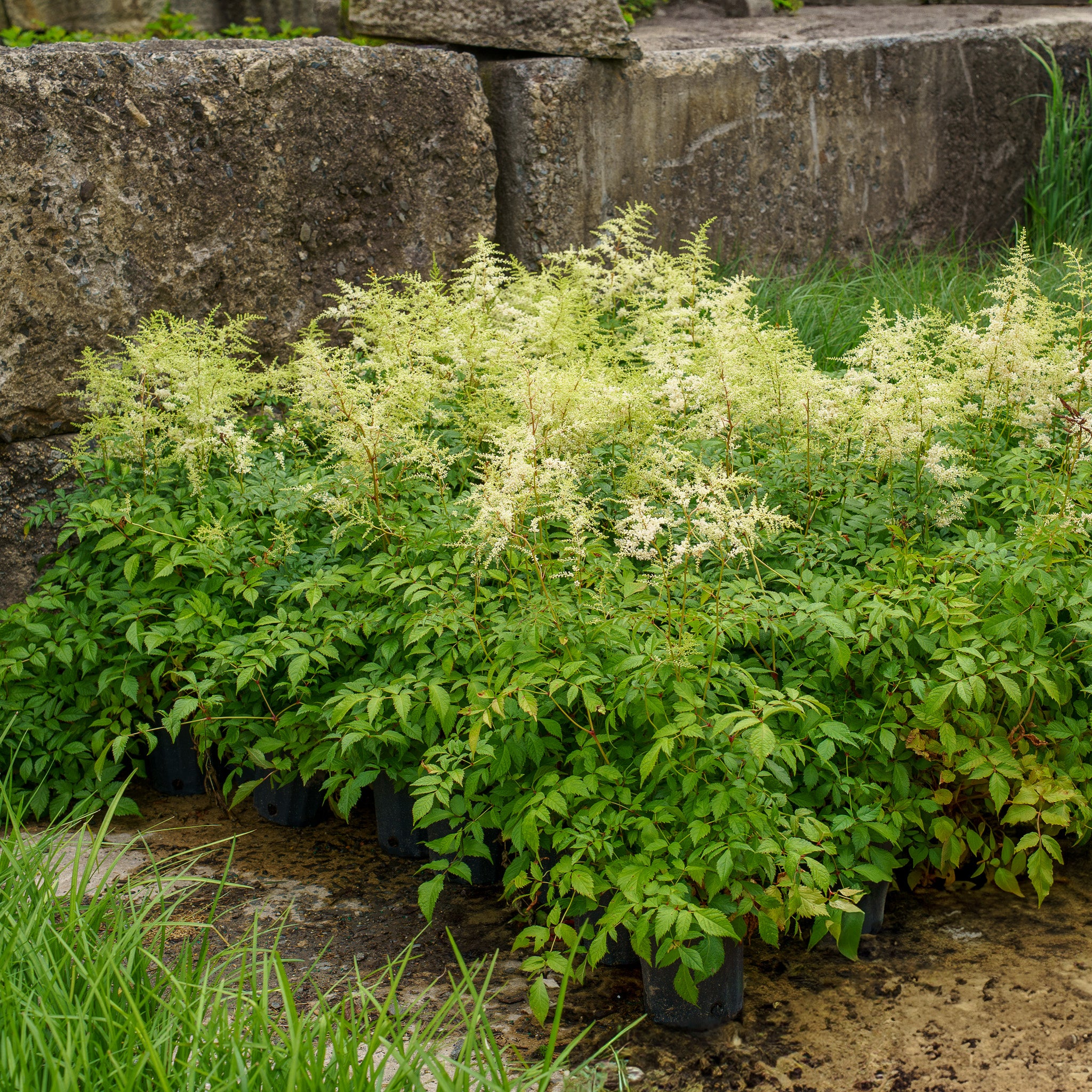 Deutschland Astilbe – Plant Detectives