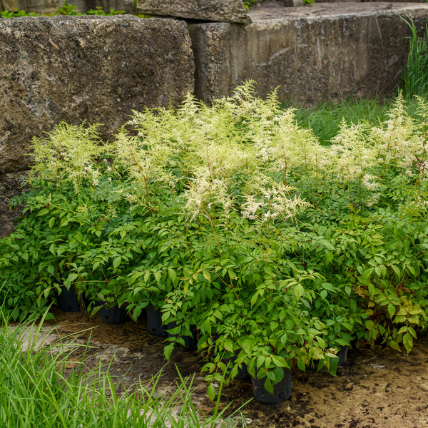 Deutschland Astilbe