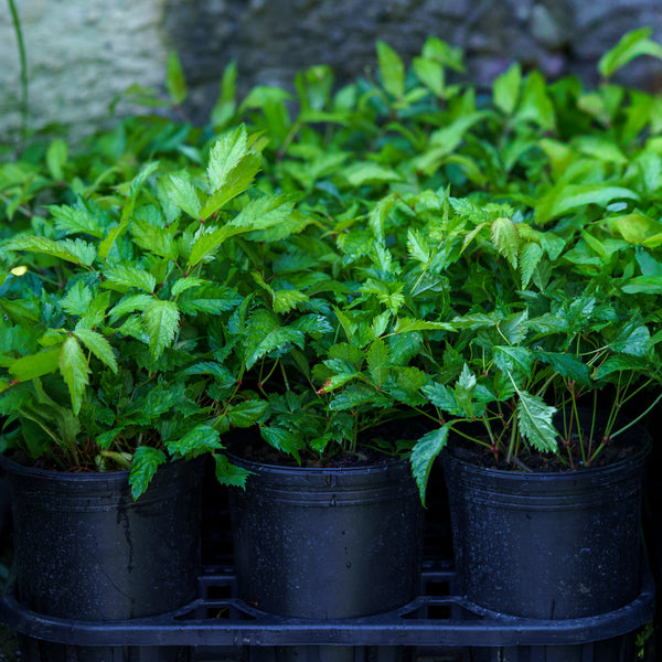 Deutschland False Spirea