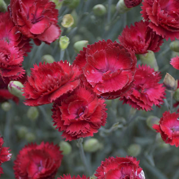 Electric Red Dianthus – Plant Detectives