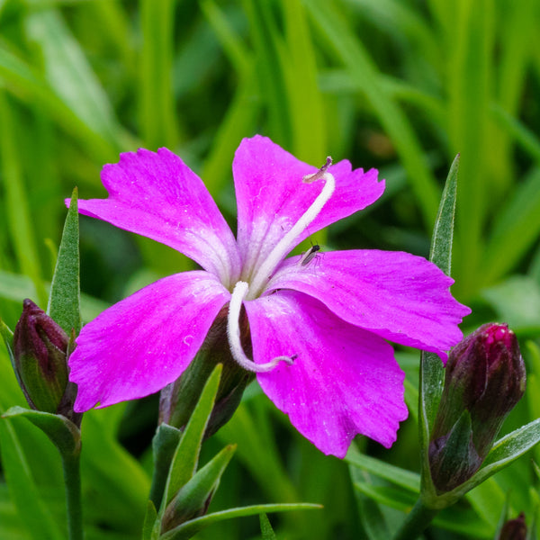 Kahori Pink Dianthus - Dianthus Early Spring - Perennials