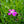 Load image into Gallery viewer, Kahori Pink Dianthus - Dianthus Early Spring - Perennials

