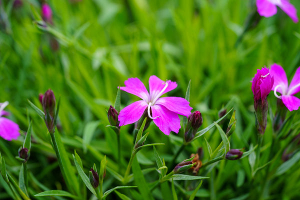 Kahori Pink Dianthus - Dianthus Early Spring - Perennials