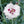 Load image into Gallery viewer, Silver Star Dianthus - Dianthus Early Spring - Perennials
