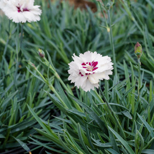 Silver Star Dianthus - Dianthus Early Spring - Perennials