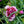 Load image into Gallery viewer, Odessa Pierrot Dianthus - Dianthus Early Spring - Perennials
