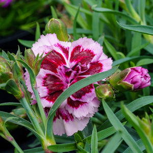 Odessa Pierrot Dianthus - Dianthus Early Spring - Perennials