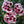Load image into Gallery viewer, Odessa Pierrot Dianthus - Dianthus Early Spring - Perennials
