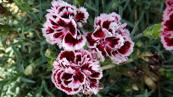 Odessa Pierrot Dianthus - Dianthus Early Spring - Perennials