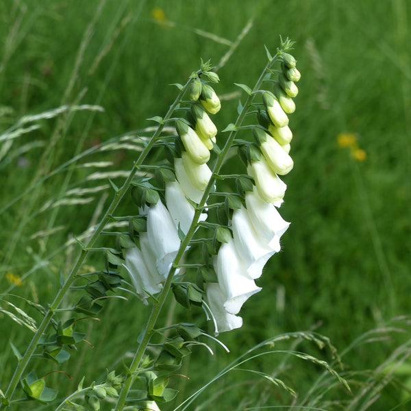 Small Yellow Foxglove