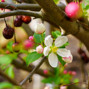 Donald Wyman Japanese Crabapple - Crabapple - Flowering Trees