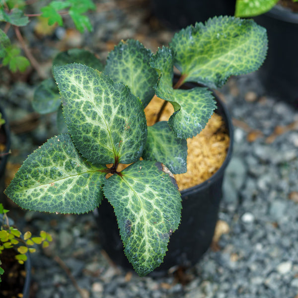 Dorothy's Dawn Lenten Rose