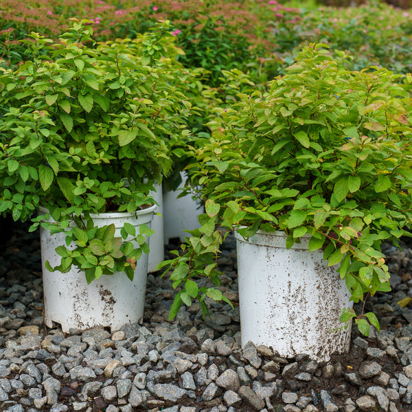 Doubleplay Big Bang Spirea