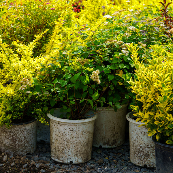 Doubleplay Blue Kazoo Spirea