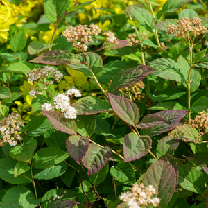 Double Play Blue Kazoo Spirea