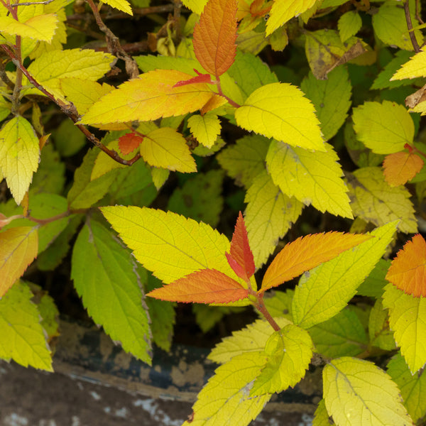 Doubleplay Candy Corn Spirea - Spirea - Shrubs