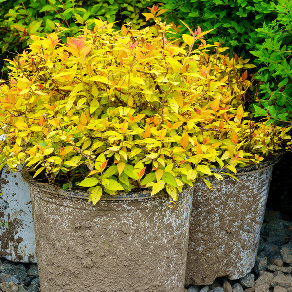 Doubleplay Candy Corn Spirea - Spirea - Shrubs