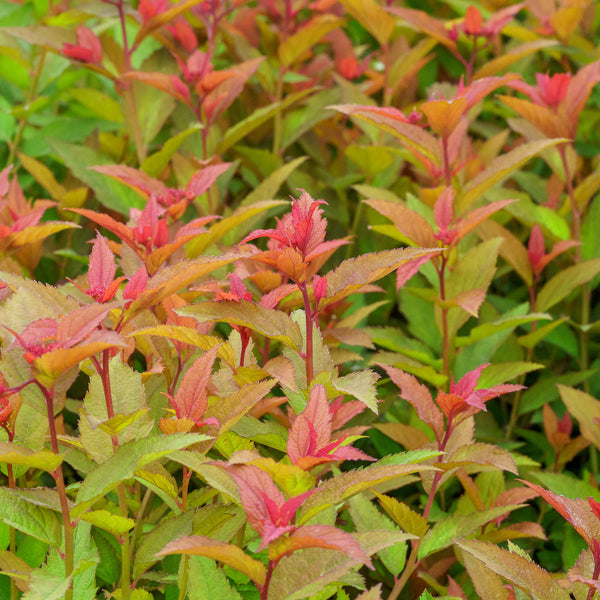 Doubleplay Doozie Spirea - Spirea - Shrubs