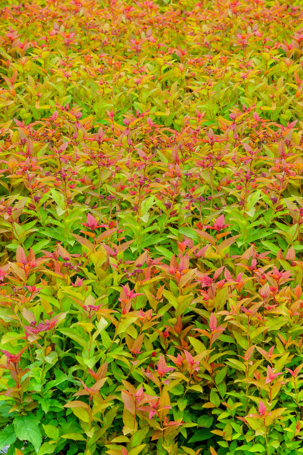 Doubleplay Doozie Spirea - Spirea - Shrubs