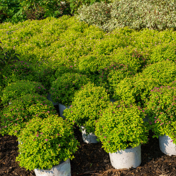 Doubleplay Gold Spirea