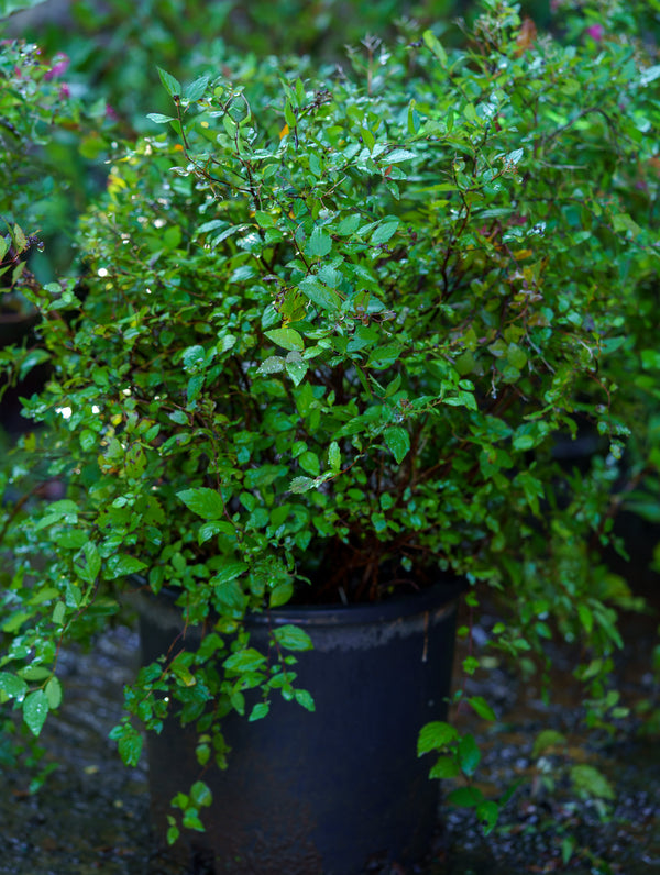 Doubleplay Pink Spirea