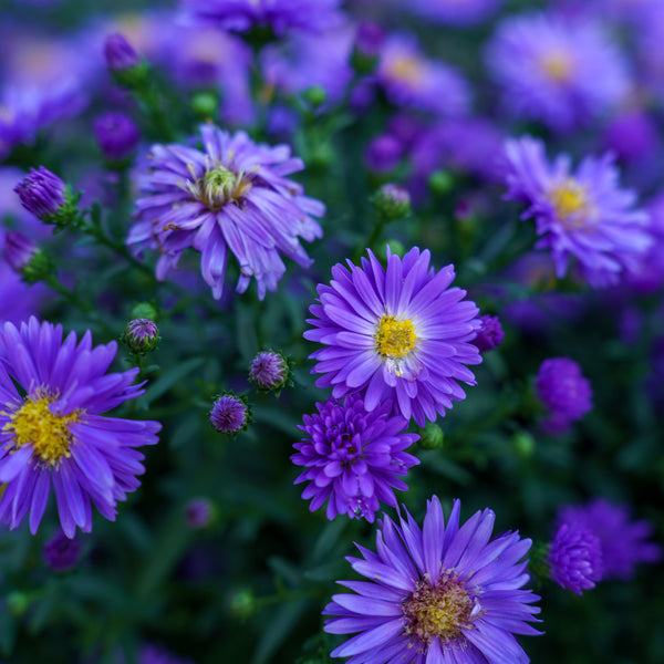 Aster