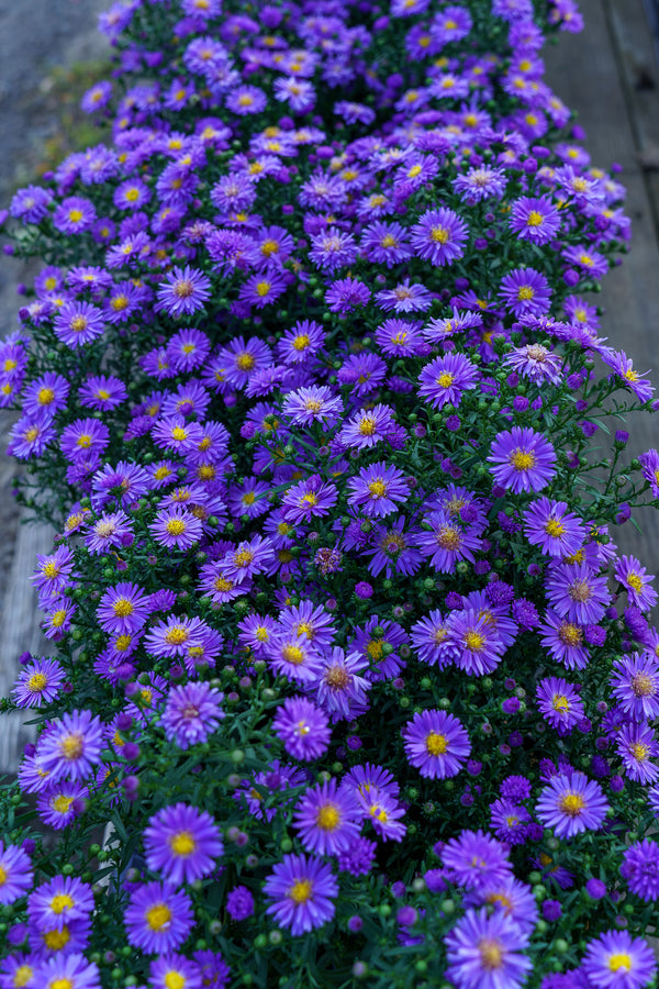 Aster