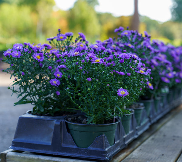 can you plant asters in pots Aster – Plant Detectives