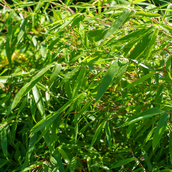 Dragon Head Bamboo