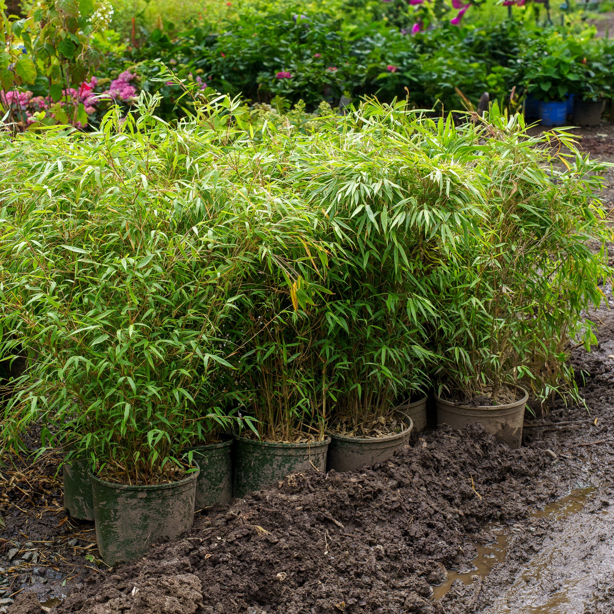 great wall bambus Rufa Clumping Bamboo – Plant Detectives