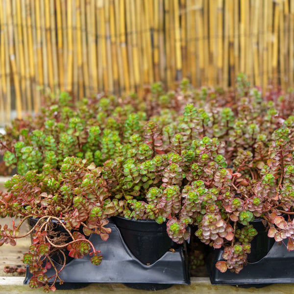 Dragon's Blood Stonecrop