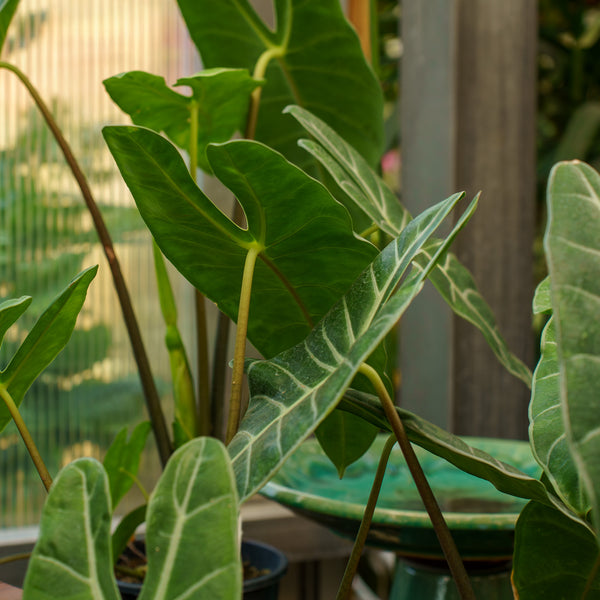 Longiloba Elephant Ear