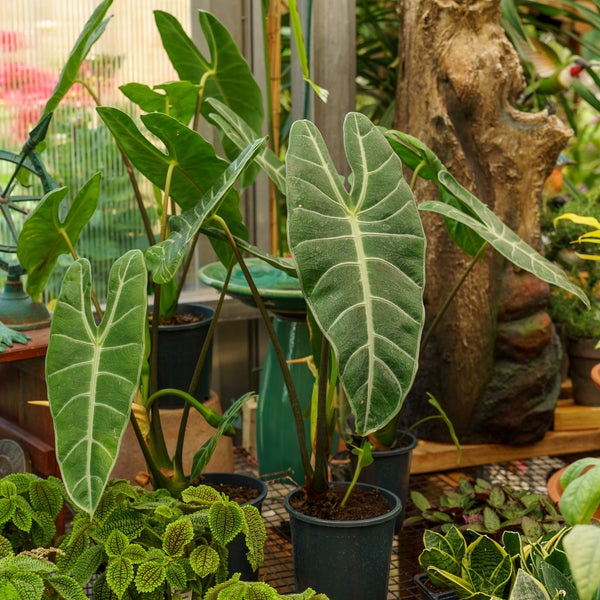 Longiloba Elephant Ear