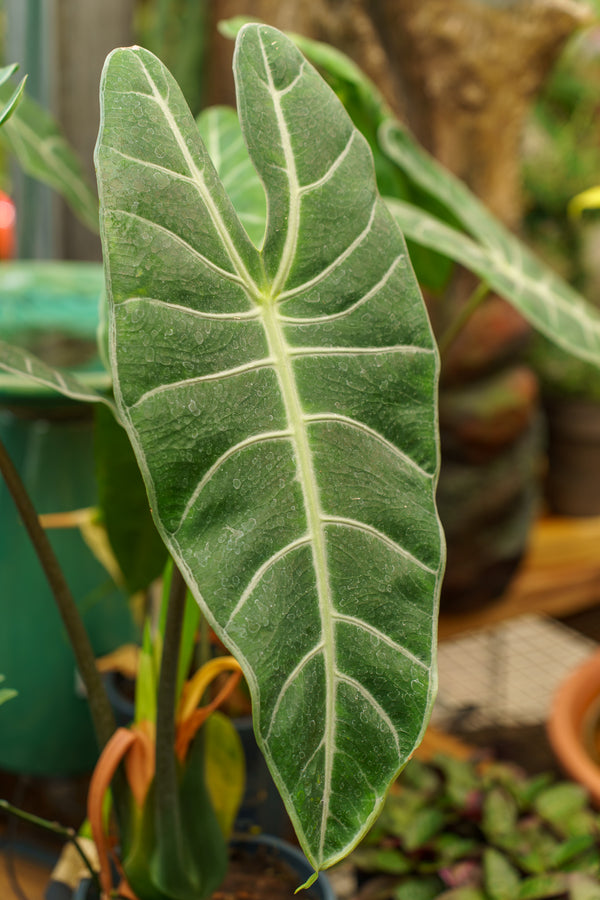 Longiloba Elephant Ear