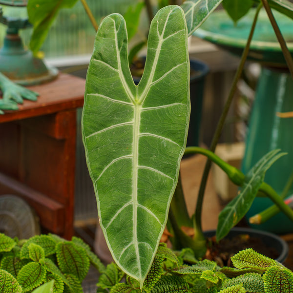 Longiloba Elephant Ear