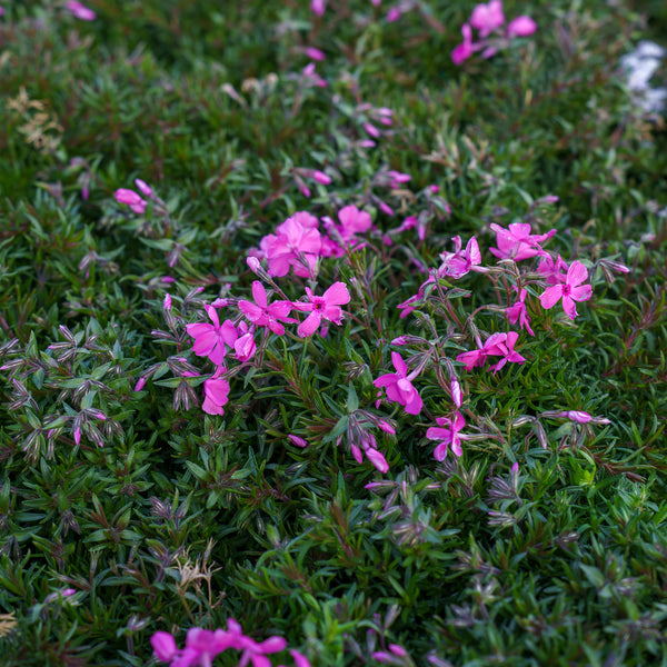 Drummond's Pink Creeping Phlox