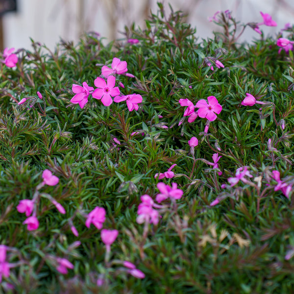 Drummond's Pink Creeping Phlox