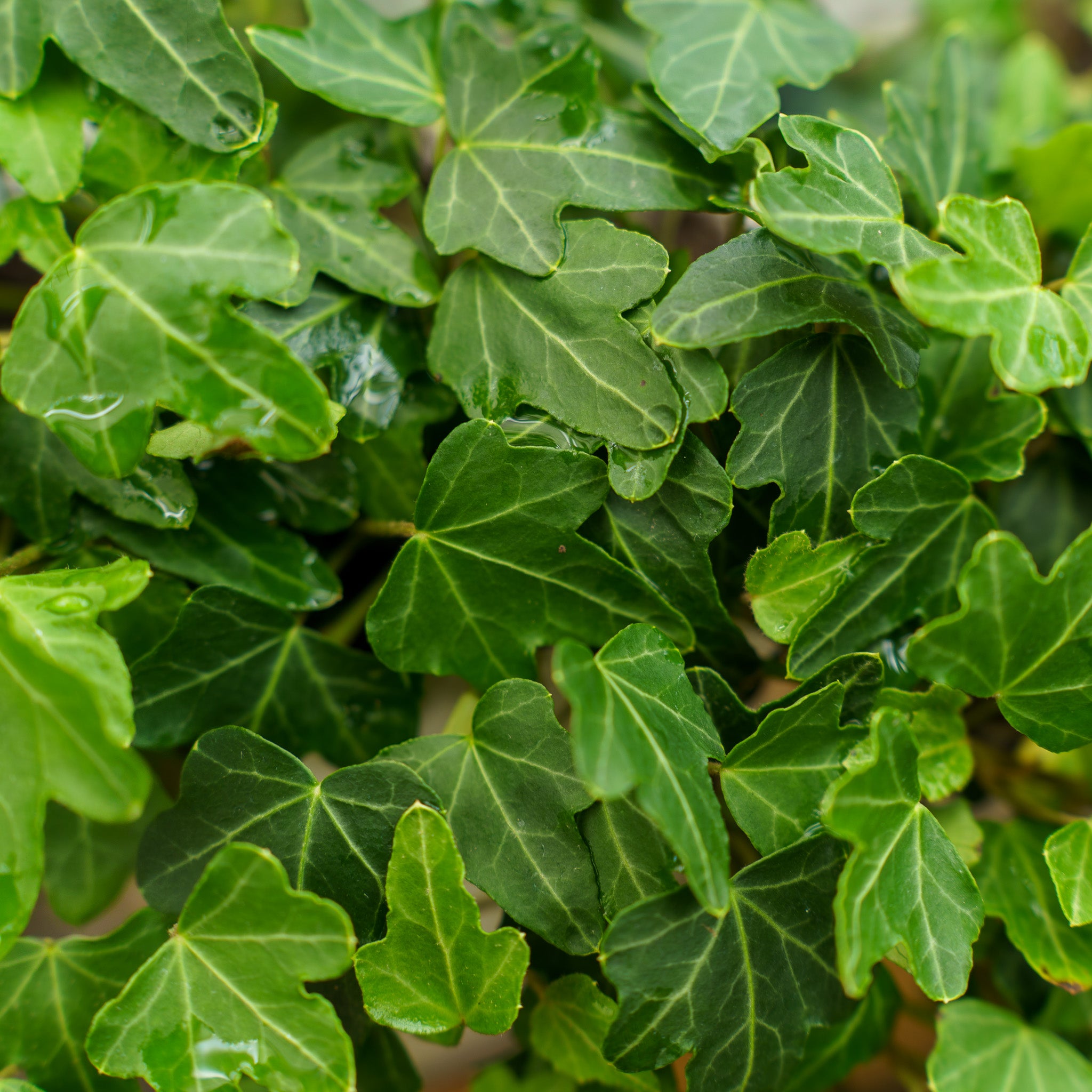 Duckfoot Ivy – Plant Detectives