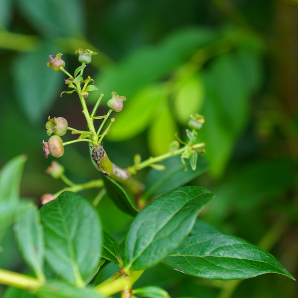 Highbush Duke Blueberry