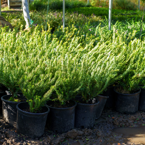 Duke Gardens Japanese Plum Yew