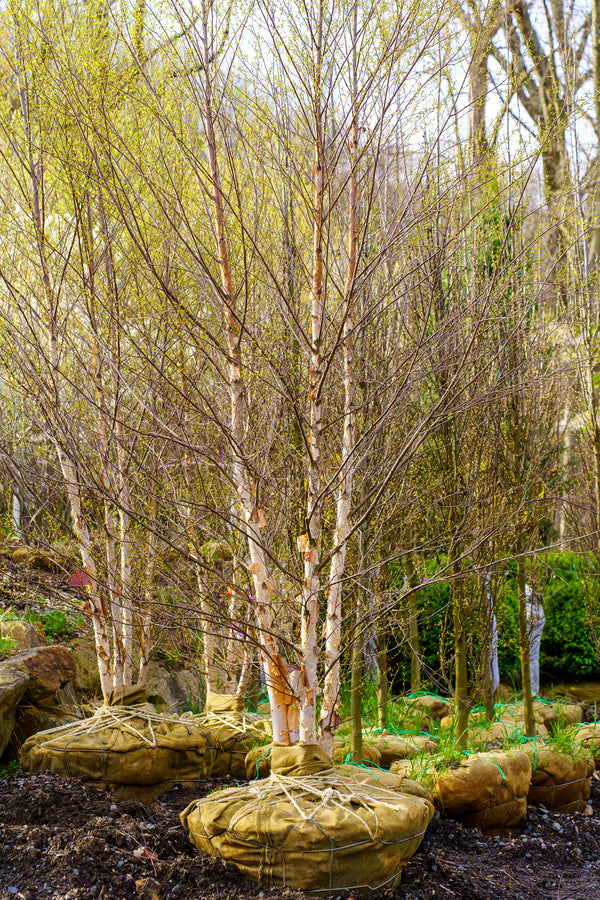 Dura Heat River Birch - Birch - Shade Trees