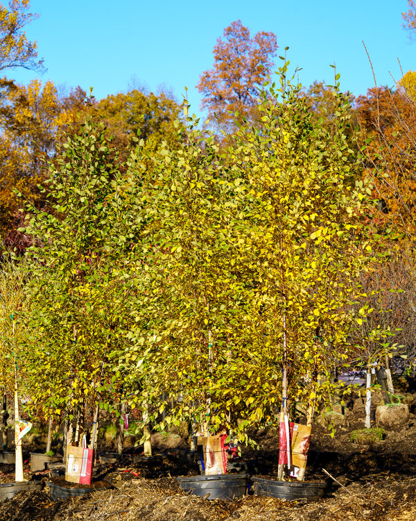 Dura Heat River Birch